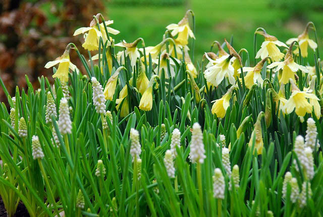 Muscari Botryoides Album, Pearls of Spain, White Grape Hyacinth, Spring Bulbs, Spring Flowers, white flower, Grape Hyacinth