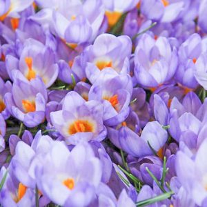 Crocus Sieberi, Crocus Firefly, Crocus Violet Queen, Crocus Bowles White, Crocus Tricolor, Botanical Crocus, Sieber's Crocus, Snow crocus