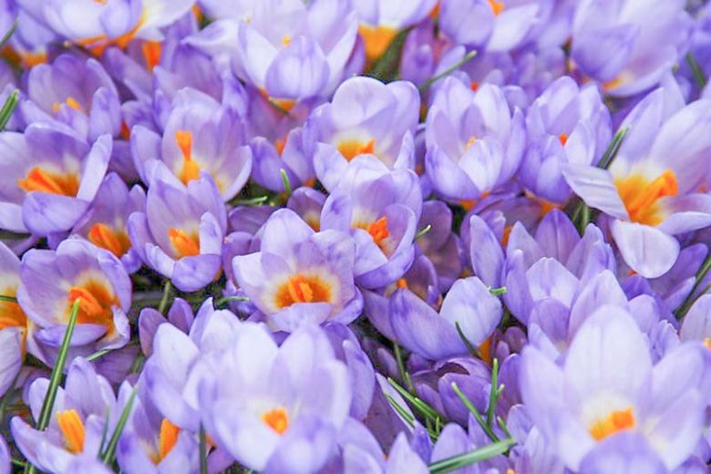 Crocus Sieberi, Crocus Firefly, Crocus Violet Queen, Crocus Bowles White, Crocus Tricolor, Botanical Crocus, Sieber's Crocus, Snow crocus