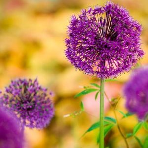 Alliums