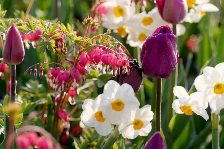 Dicentra spectabilis, Bleeding Heart, Lamprocapnos spectabilis, Shade gardens, shady gardens, Pink Flowers, Bleeding Heart, Showy Bleeding heart, Dutchman's Breeches, Chinaman's Breeches, Locks and Keys, Lyre Flower, Seal Flower, Old-Fashioned Bleeding Heart, Lamprocapnos Spectabilis