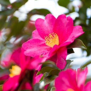 Camellia, Camellias, How to grow Camellias, Camellias bloom time, Camellia bloom season, Camellia Sasanqua, Fall blooming Camellia, Winter Blooming Camellias, Cold hardy Camellias, Spring Blooming Camellias,