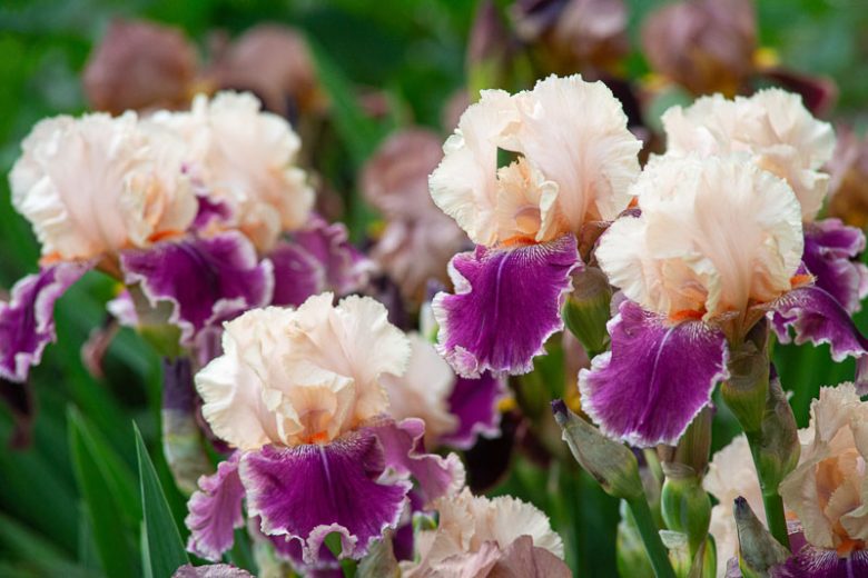 Bearded Irises