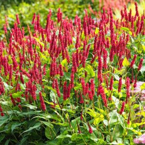 Mountain Fleece, Knotweed, Bistort, Polygonum Amplexicaule, Firetail, Persicaria Firetail, Persicaria Rosea, Persicaria Alba, Persicaria atrosanguineus,