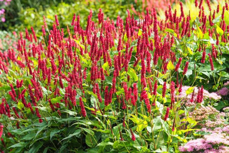 Mountain Fleece, Knotweed, Bistort, Polygonum Amplexicaule, Firetail, Persicaria Firetail, Persicaria Rosea, Persicaria Alba, Persicaria atrosanguineus,