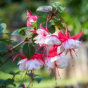 Fuchsia, Hardy fuchsia