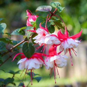 Fuchsia, Hardy fuchsia
