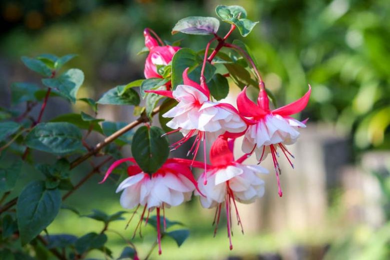 Fuchsia, Hardy fuchsia