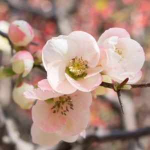 Japanese Quince