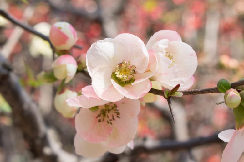 Japanese Quince