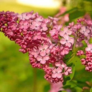 Syringa x hyacinthiflora, Early Flowering Lilac, Flowering Shrubs, Fragrant Shrubs,  Spring Flowers, Blue Flowers, Lilac Flowers, Purple Flowers, Pink Flowers, White Flowers