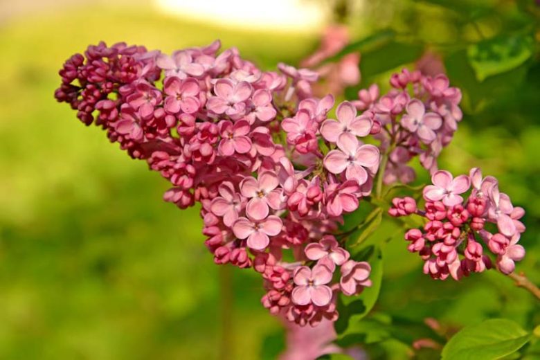 Syringa x hyacinthiflora, Early Flowering Lilac, Flowering Shrubs, Fragrant Shrubs,  Spring Flowers, Blue Flowers, Lilac Flowers, Purple Flowers, Pink Flowers, White Flowers