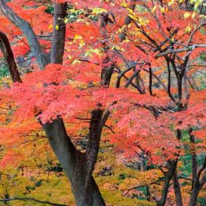 Acer palmatum (Japanese Maple)
