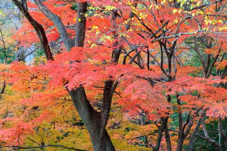 Acer palmatum (Japanese Maple)