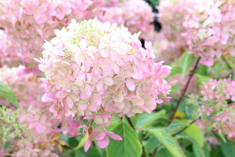 Hydrangea paniculata, Panicle Hydrangea, Hydrangea Limelight, Hydrangea Tradiva, PeeGee Hydrangea, Hydrangea Grandilora