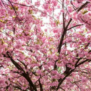 Prunus serrulata, Japanese Flowering Cherry, Oriental Cherry, Spring flowers, White flowers, Pink flowers, fragrant flowers, Hill Cherry