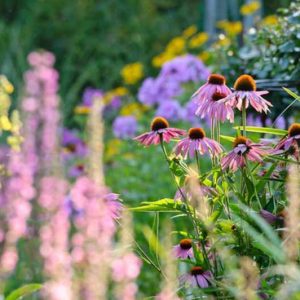 Coneflowers, Echinacea, Echinacea Purpurea, Purple Coneflower, Echinacea Hybrids, Coneflowers, Cone flowers, Coneflower, Drought tolerant plants