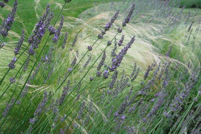 Lavandula x Intermedia Grosso, Lavender 'Grosso', Lavandin 'Grosso', Fat Spike Lavender 'Grosso' , Purple flowers, Drought tolerant plant, Summer blooms, Deer resistant plants, fragrant flowers