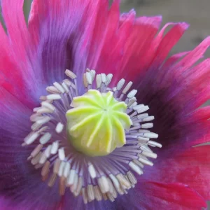 Papaver somniferum, Opium Poppy, Breadseed Poppy, Lettuce Leaf Poppy, Carnation Poppy, Peony Poppy, Fairy's Charms, Joan Silver Pin, John's Silver Pin, Marble Flower, Maw Seed