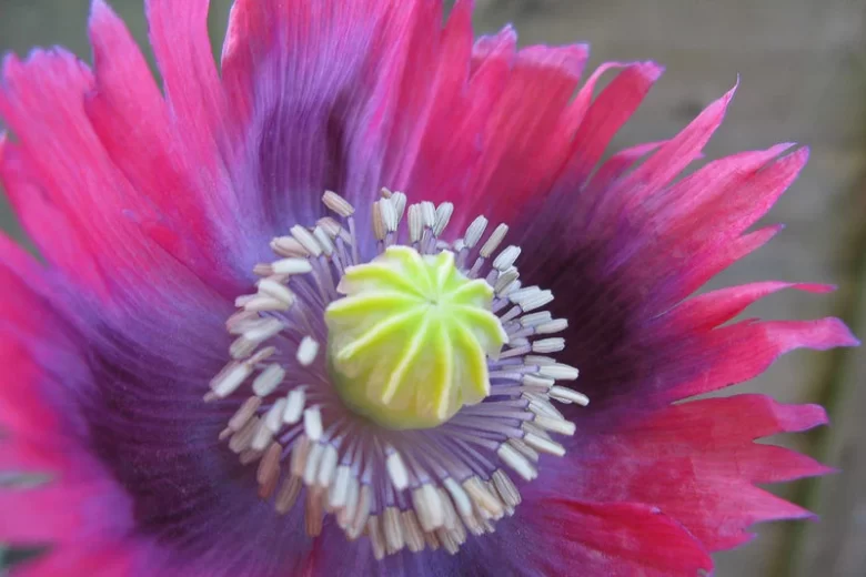 Papaver somniferum, Opium Poppy, Breadseed Poppy, Lettuce Leaf Poppy, Carnation Poppy, Peony Poppy, Fairy's Charms, Joan Silver Pin, John's Silver Pin, Marble Flower, Maw Seed
