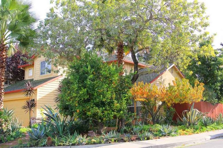 Mediterranean Garden, Agave, Pomegranate, Palm tree