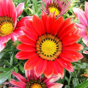 Gazania, Treasure Flower, African daisy, African daisies, Gazania rigens, Drought tolerant flowers, Drought tolerant perennials, Long blooming season