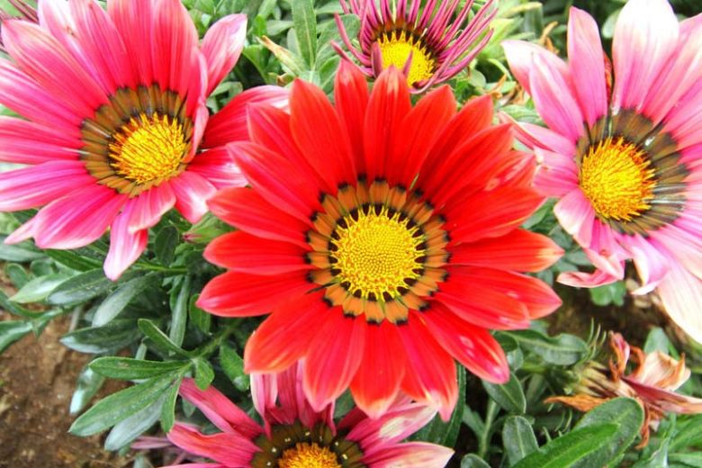 Gazania, Treasure Flower, African daisy, African daisies, Gazania rigens, Drought tolerant flowers, Drought tolerant perennials, Long blooming season
