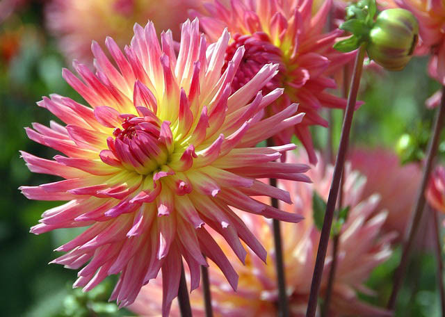 Dahlia Karma Sangria, Karma Sangria Dahlia, Semi-Cactus Dahlias, Dahlias for cutting, Best dahlias for containers, Pink Dahlias, summer bulbs