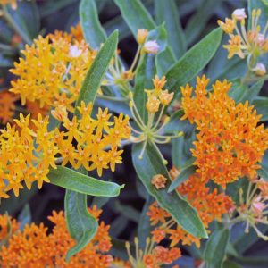 Asclepias,  Milkweed, Common Milkweed, Butterflyweed, Swamp Milkweed, Showy Milkweed, Mexican Whorled Milkweed, Tropical Milkweed, Asclepias syriaca, Asclepias tuberosa, Asclepias incarnata, Asclepias speciosa, Asclepias fascicularis, Asclepias curassavica