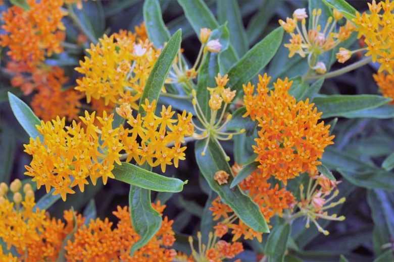 Asclepias,  Milkweed, Common Milkweed, Butterflyweed, Swamp Milkweed, Showy Milkweed, Mexican Whorled Milkweed, Tropical Milkweed, Asclepias syriaca, Asclepias tuberosa, Asclepias incarnata, Asclepias speciosa, Asclepias fascicularis, Asclepias curassavica