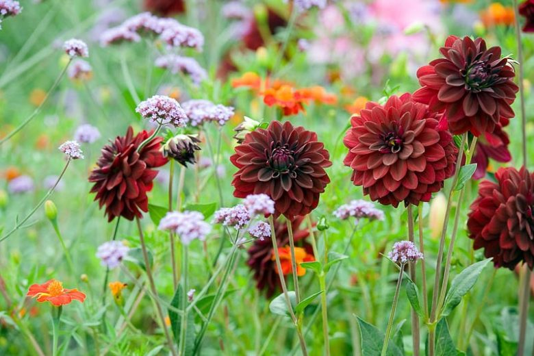 Dahlia Arabian Night, 'Arabian Night' Dahlia, Decorative Dahlias , AGM Dahlia, Black Dahlias, Dahlia Tubers, Dahlia Bulbs, Dahlia Flower, Dahlia Flowers, summer bulbs
