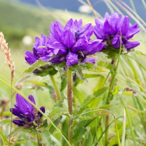 Campanula Glomerata, Clustered Bellflower, Bellflower, Danesblood, Campanula Glomerata Superba, Campanula Glomerata Alba, Campanula Glomerata Acaulis