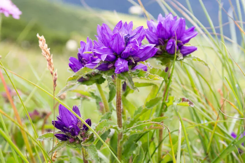 Campanula Glomerata, Clustered Bellflower, Bellflower, Danesblood, Campanula Glomerata Superba, Campanula Glomerata Alba, Campanula Glomerata Acaulis