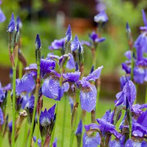 Siberian Iris growing information, Iris Siberica growing information,Siberian Iris best varieties, Iris Siberica best varieties, Siberian flag growing information