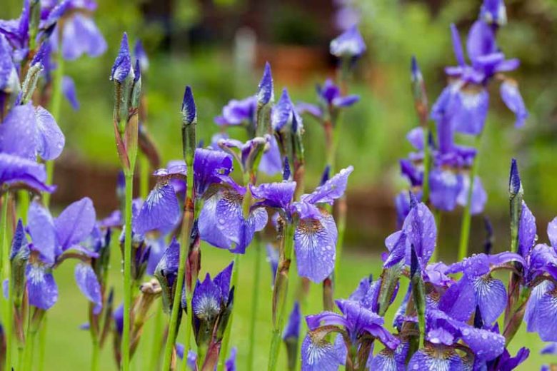 Siberian Iris growing information, Iris Siberica growing information,Siberian Iris best varieties, Iris Siberica best varieties, Siberian flag growing information