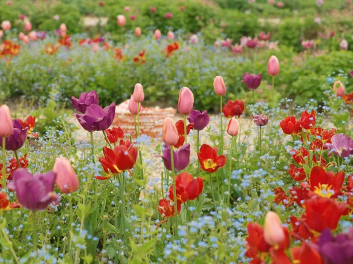 Tulipa Ile de France,Tulip 'Ile de France', Triumph Tulip 'Ile de France', Triumph Tulips, Spring Bulbs, Spring Flowers, Tulipe Ile de France,Red Tulips, Tulipes Triomphe, Mid spring tulips