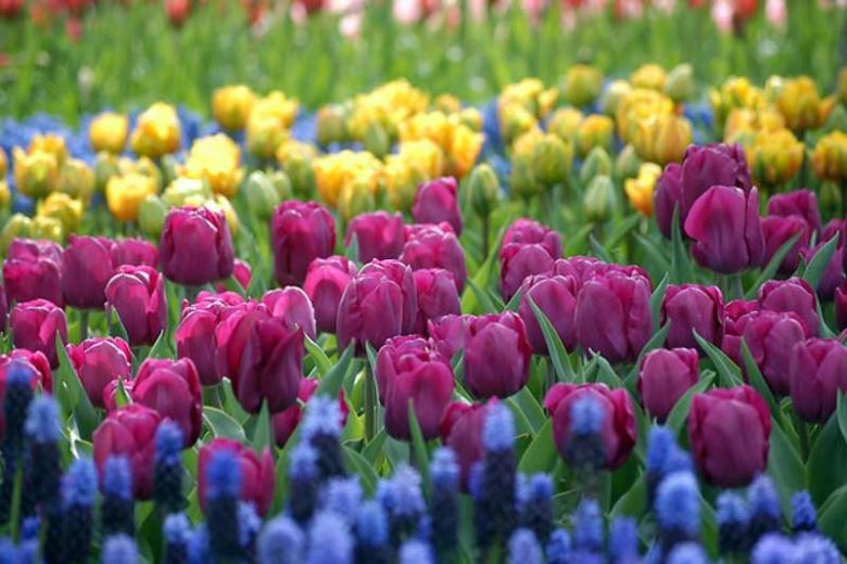 Tulipa Negrita,Tulip 'Negrita', Triumph Tulip 'Negrita', Triumph Tulips, Spring Bulbs, Spring Flowers, Tulipe Negrita,Purple Tulip