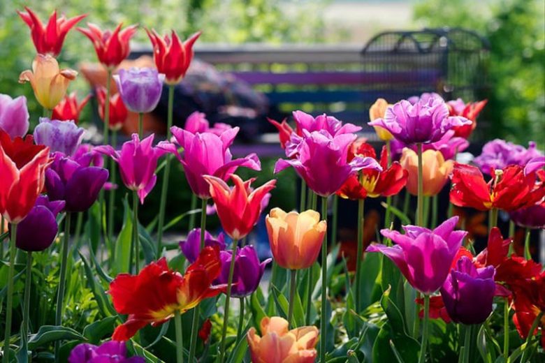 Tulipa 'Dordogne' , Tulip 'Dordogne', Single Late Tulip 'Dordogne', Single Late Tulips, Spring Bulbs, Spring Flowers, Pink Tulip, Orange Tulip, Single Late Tulip, French Tulip