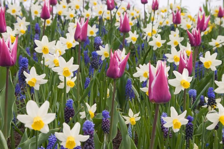 Narcissus 'Jack Snipe', Daffodil 'Jack Snipe', Cyclamineus Daffodil 'Jack Snipe', Miniature Daffodils, Spring Bulbs, Spring Flowers', Jack Snipe, Miniature daffodil, Cyclamineus daffodil