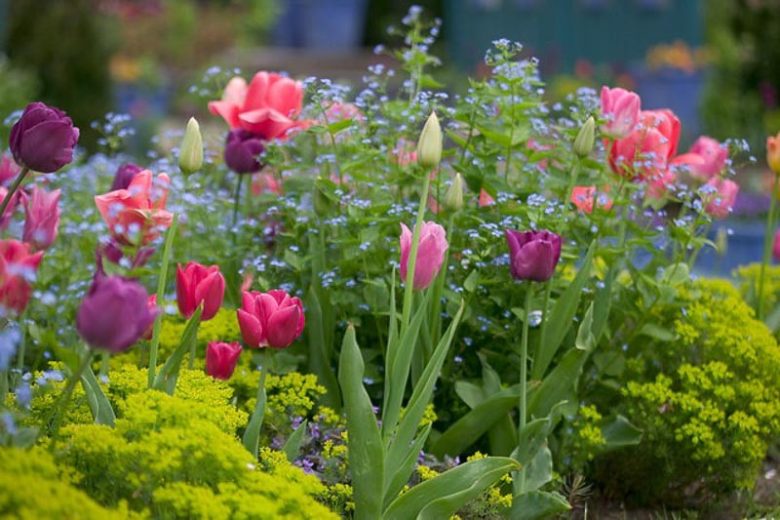Tulipa Don Quichotte,Tulip 'Don Quichotte', Triumph Tulip 'Don Quichotte', Triumph Tulips, Spring Bulbs, Spring Flowers, Tulipe Don Quichotte, Triumph Tulip, Pink tulips, Purple Tulips, Tulipes Triomphe