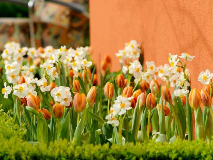 Narcissus Geranium, Daffodil 'Geranium', Tazetta Daffodil 'Geranium', Spring Bulbs, Spring Flowers, mid spring bulb, late spring bulb, mid season narcissus, late season narcissus, fragrant daffodil