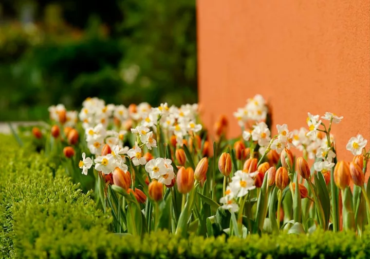 Tulipa 'Prinses Irene',Tulip 'Prinses Irene', Triumph Tulip 'Prinses Irene', Triumph Tulips, Spring Bulbs, Spring Flowers, Tulipe Prinses Irene, Orange Tulip