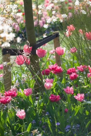 Tulipa Fancy Frills, Tulip 'Fancy Frills', Fringed Tulip 'Fancy Frills', Fringed Tulips, Spring Bulbs, Spring Flowers, Tulipe Fancy Frills, Pink Tulips, Tulipes Dentelle