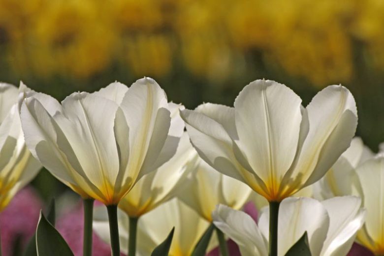 Tulipa 'Purissima', Tulip 'Purissima', Fosteriana Tulip 'Purissima', Tulip 'White Emperor', Fosteriana Tulip 'White Emperor', Fosteriana Tulips, Spring Bulbs, Spring Flowers, White Tulip, Early tulip