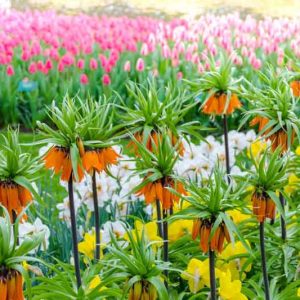 Fritillaria Imperialis