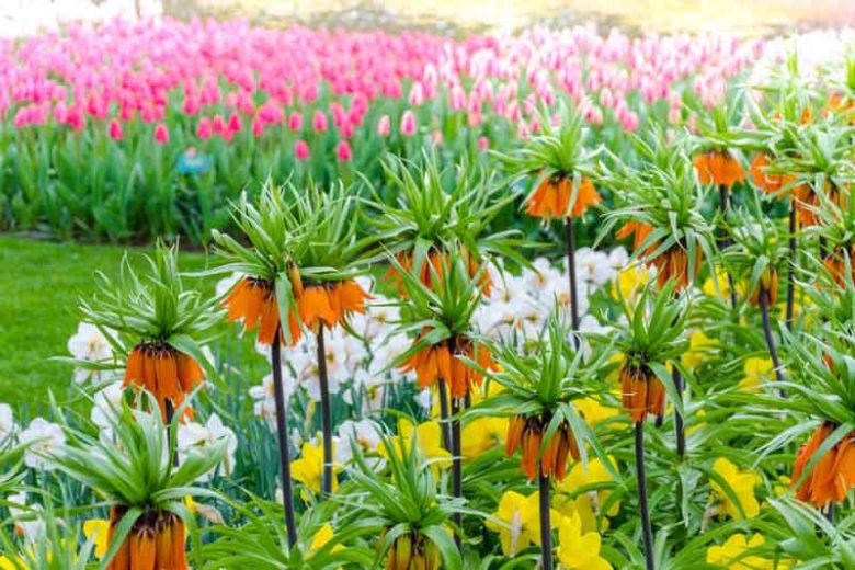 Fritillaria Imperialis