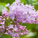 Syringa vulgaris, Common Lilac, Flowering Shrubs, Fragrant Shrubs,  Spring Flowers, Blue Flowers, Lilac Flowers, Purple Flowers, Pink Flowers, White Flowers