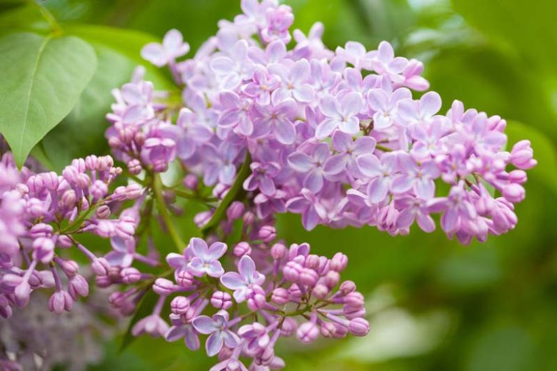 Syringa vulgaris, Common Lilac, Flowering Shrubs, Fragrant Shrubs,  Spring Flowers, Blue Flowers, Lilac Flowers, Purple Flowers, Pink Flowers, White Flowers