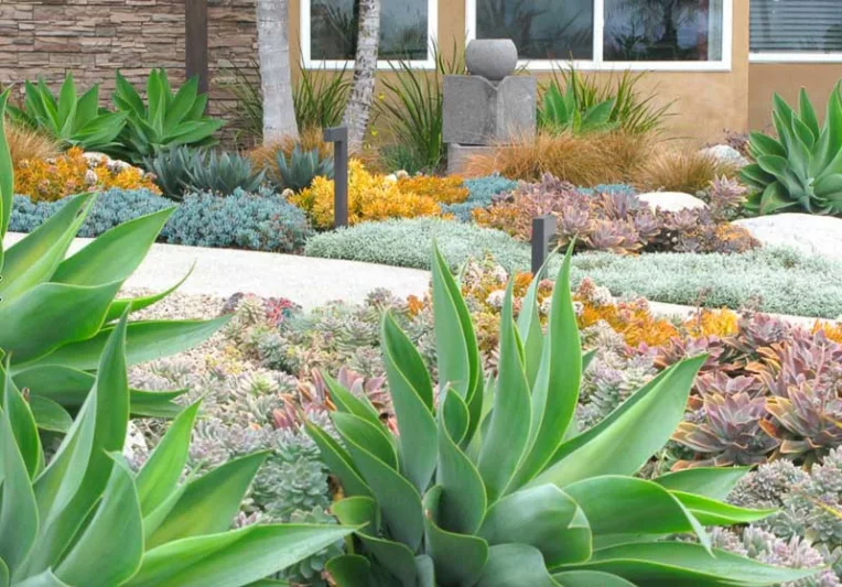 Agave Blue Glow, sedum nussbaumerianum, senecio
