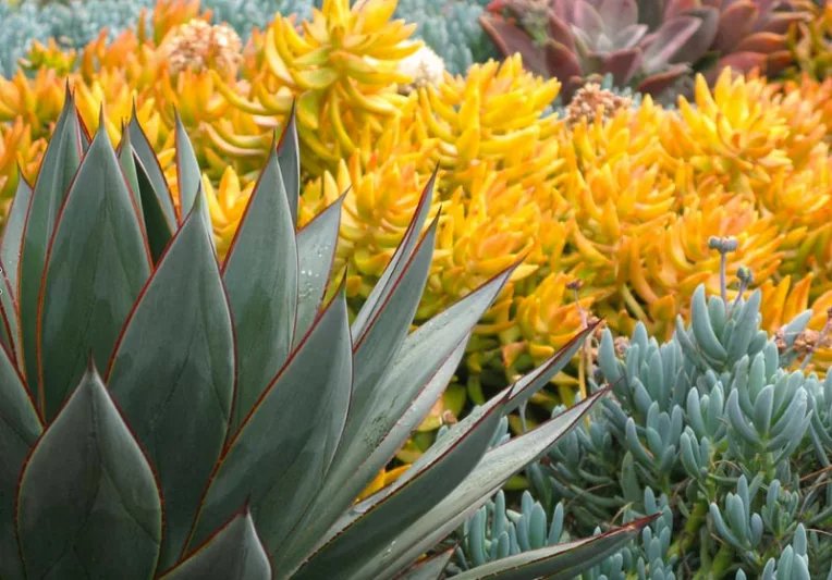 Agave Blue Glow, sedum nussbaumerianum, senecio